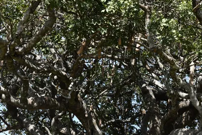 DSC_3950 (Large).JPG